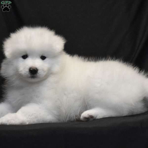 Skyla, Samoyed Puppy